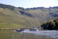 Mosel bei Kröv.JPG